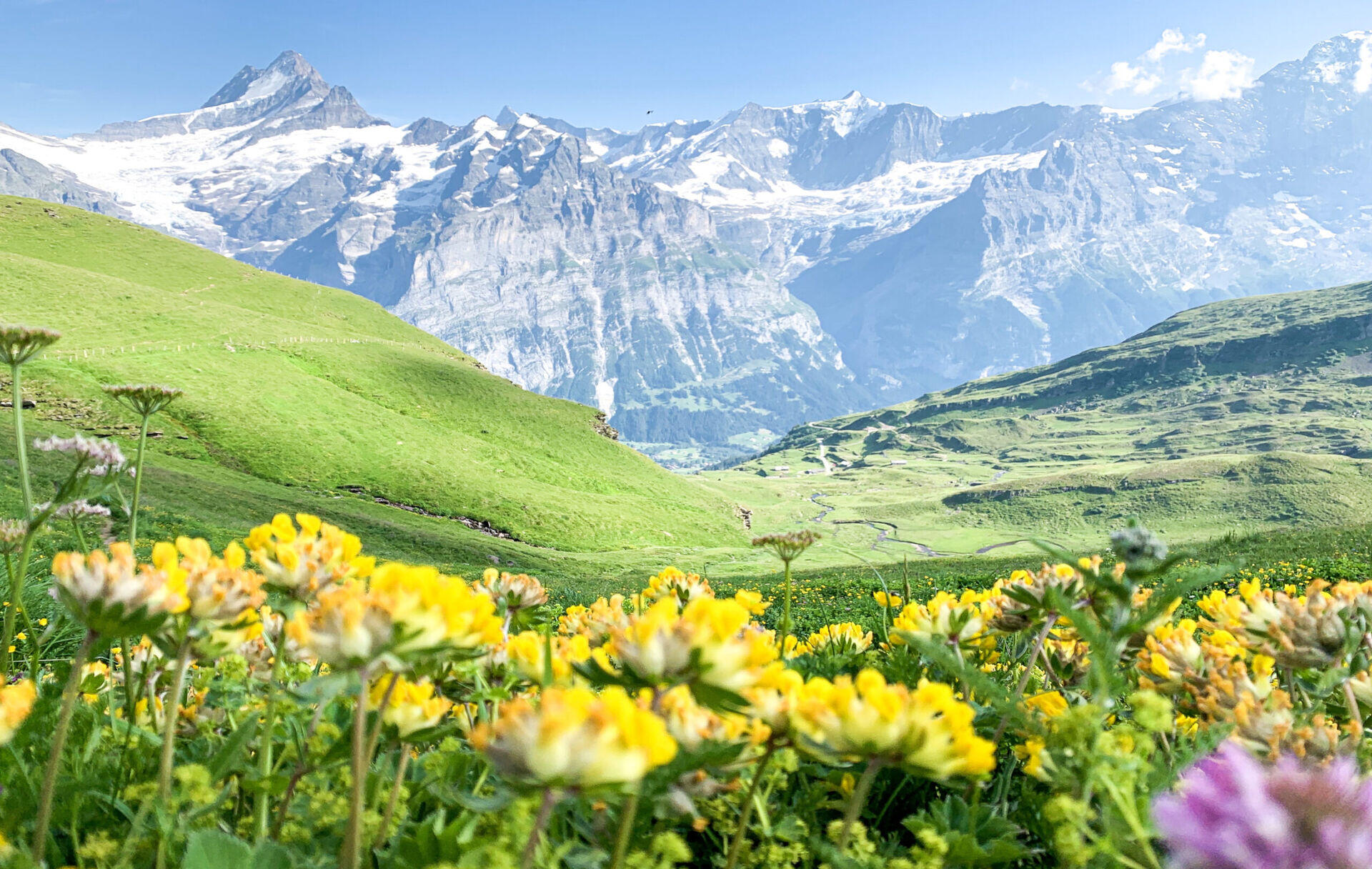 Blumen Berge Wohnmobil Vorhang
